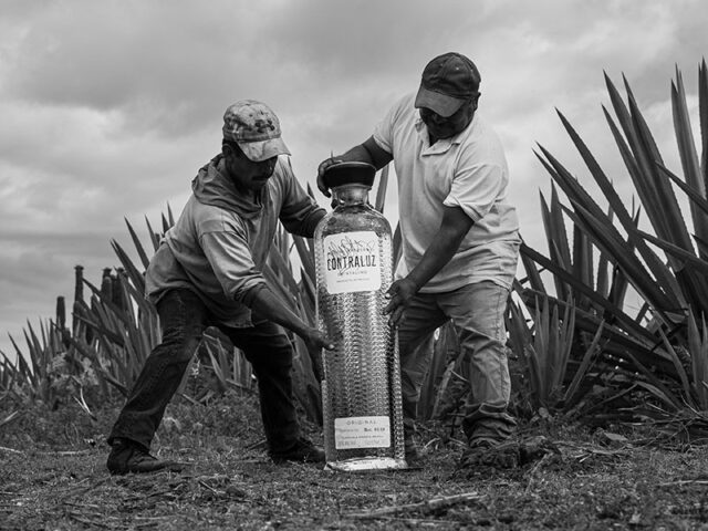 El mezcal de Maluma sigue conquistando.
